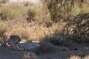Our last cheetah sighting when leaving the Park for Upington Total of 26 cheetah, 21 lion, 9 leopard, 9 African wild cats, and 4 brown hyaena.